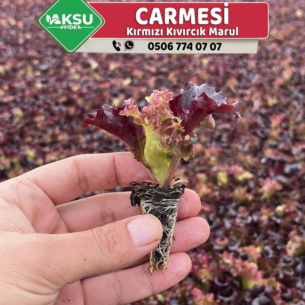 Carmesi Rz Kırmızı Kıvırcık Marul Fidesi