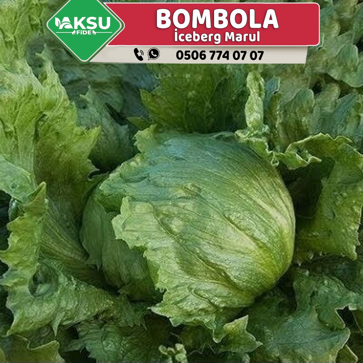 Bombola İceberg Marul Marul Fidesi