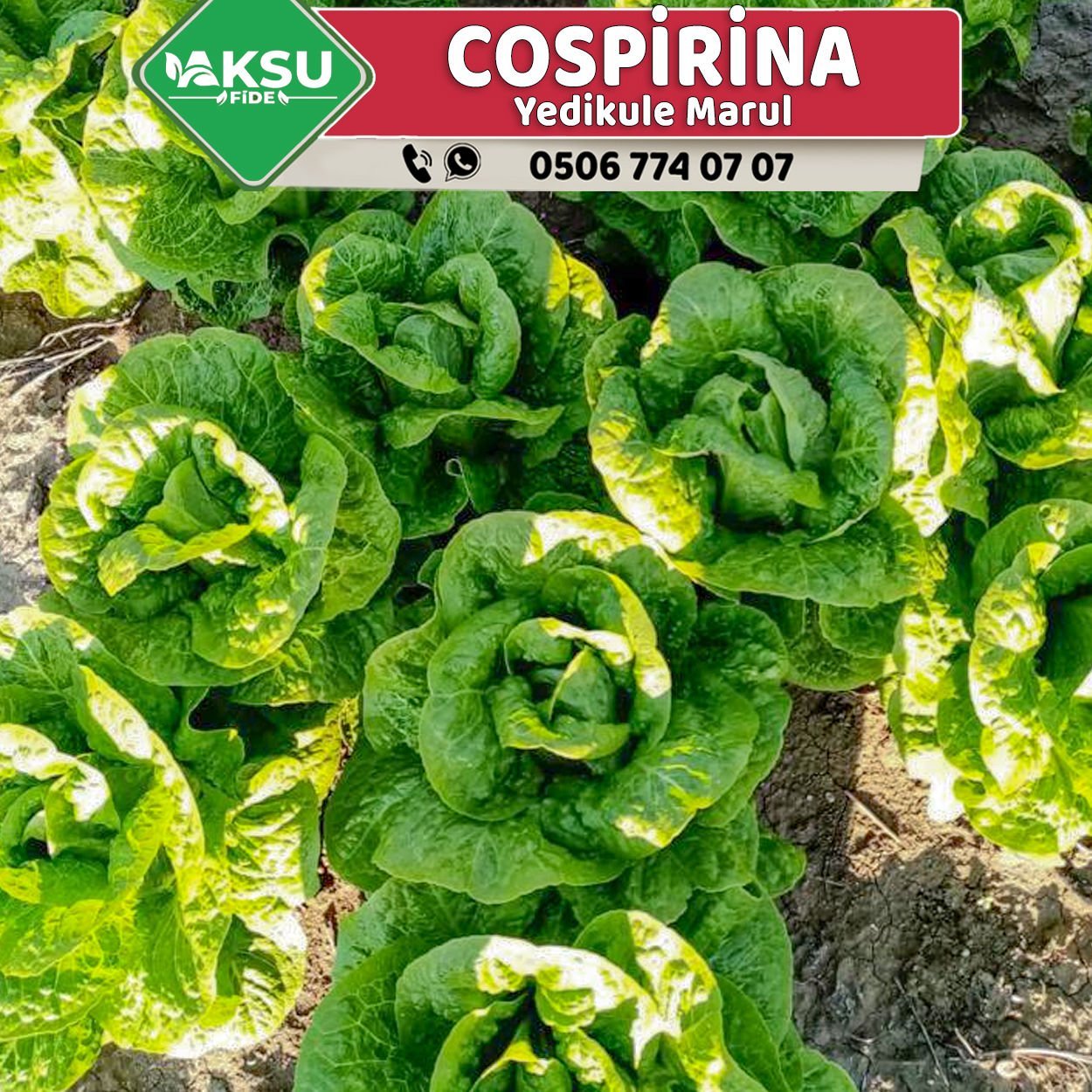 Cospirina Düz Marul Fidesi