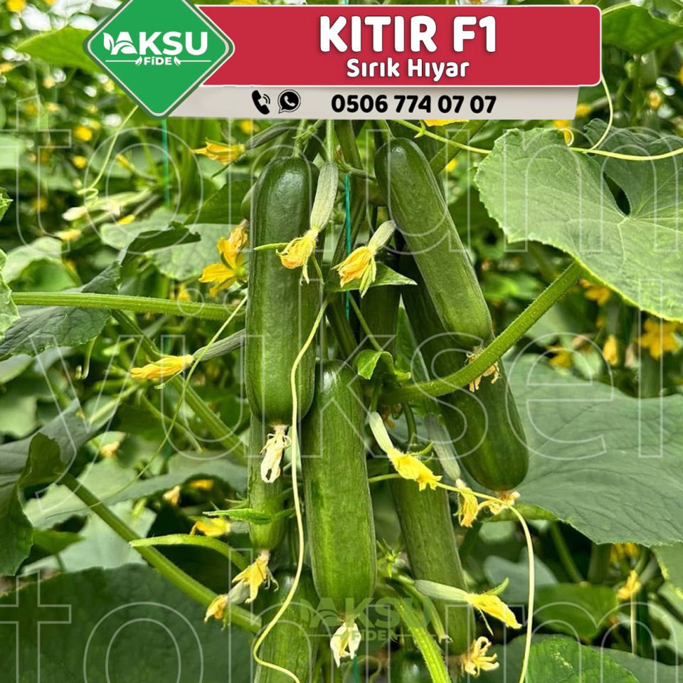 Kıtır F1 Sırık Silor Salatalık Fidesi