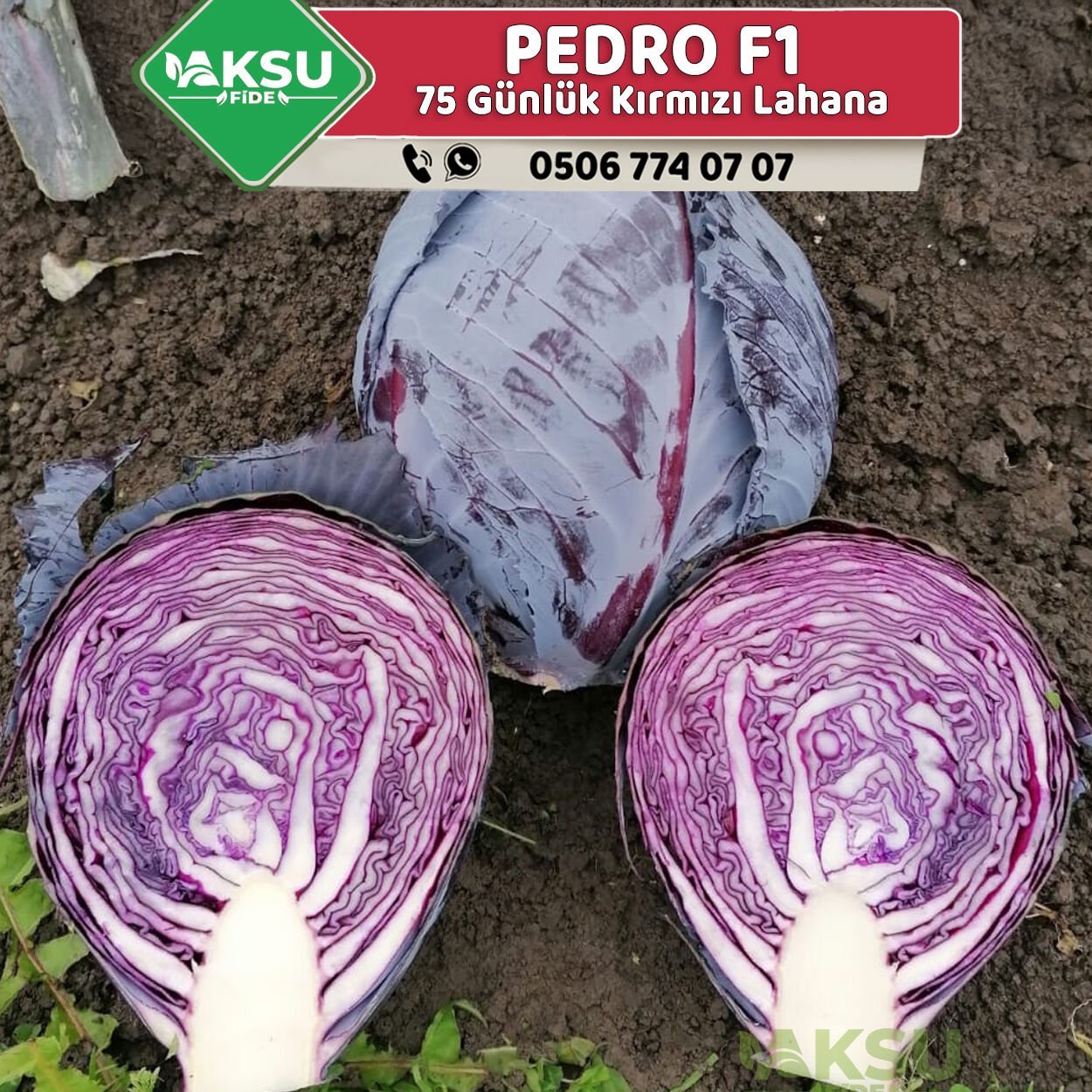 Pedro F1 Kırmızı Lahana Fidesi