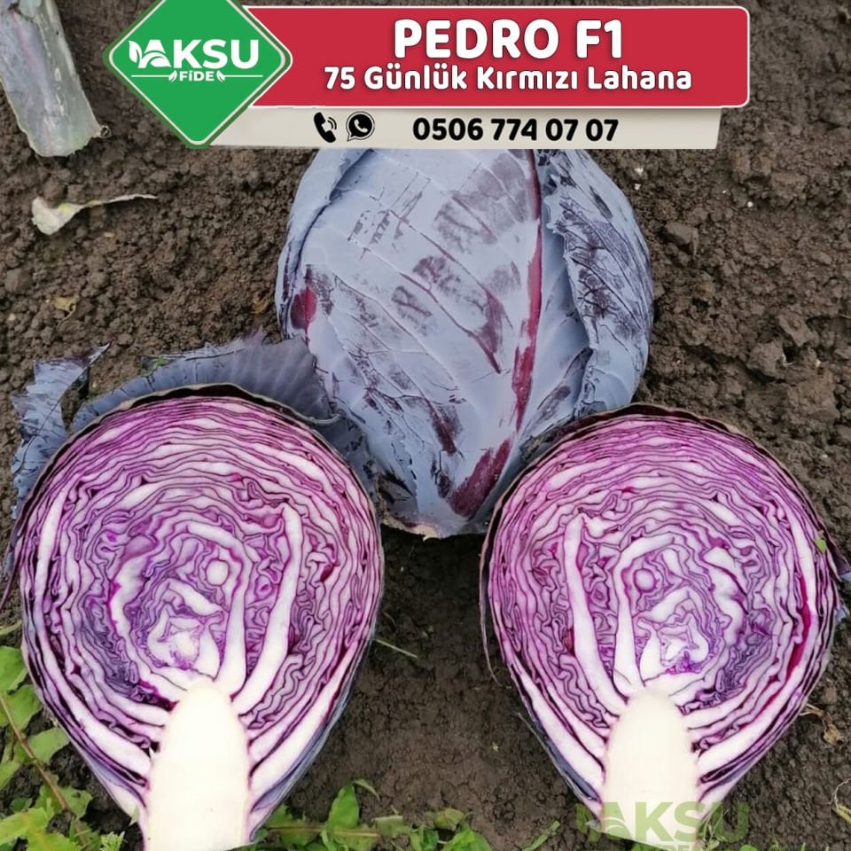 Pedro F1 Kırmızı Lahana Fidesi