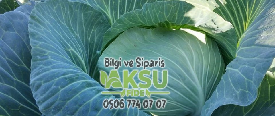 Süper Pamir F1 Beyaz Lahana Fidesi