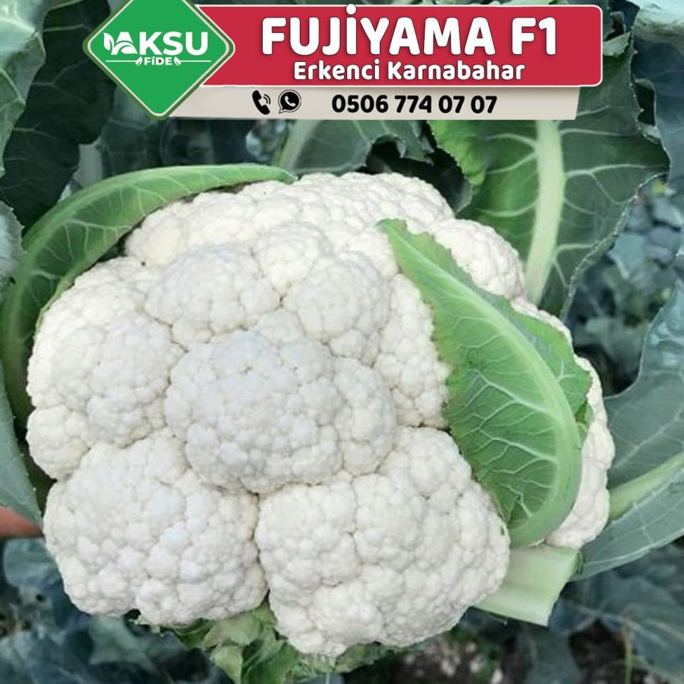 Fujiyama F1 Erkenci Karnabahar Fidesi