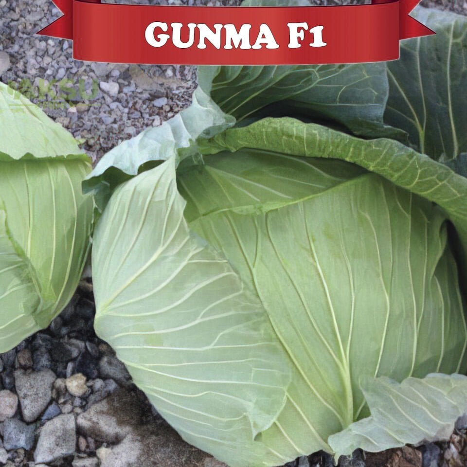Gunma F1 Beyaz Lahana Fidesi