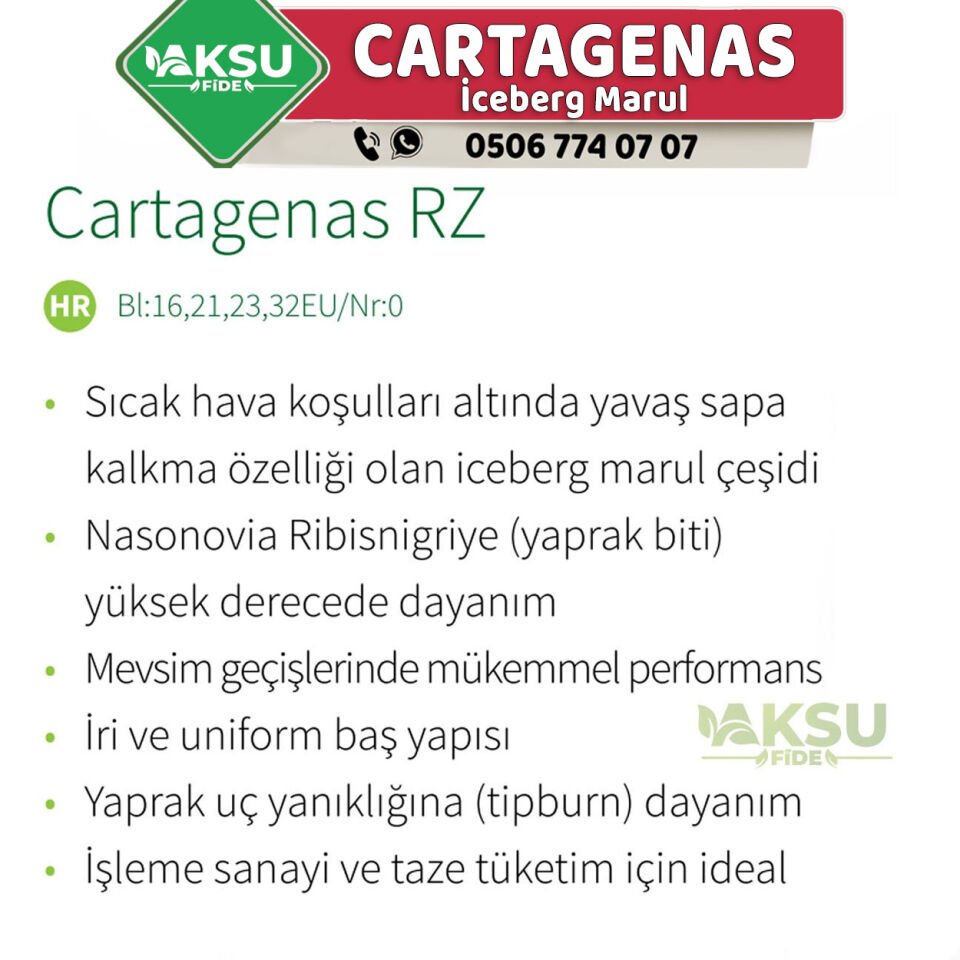 Cartagenas RZ İceberg Marul Fidesi