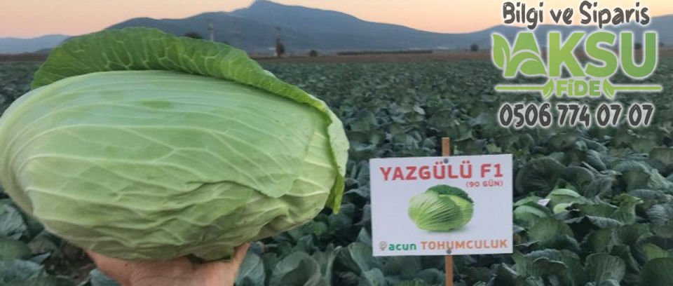 Yazgülü F1 80 Günlük Lahana Fidesi