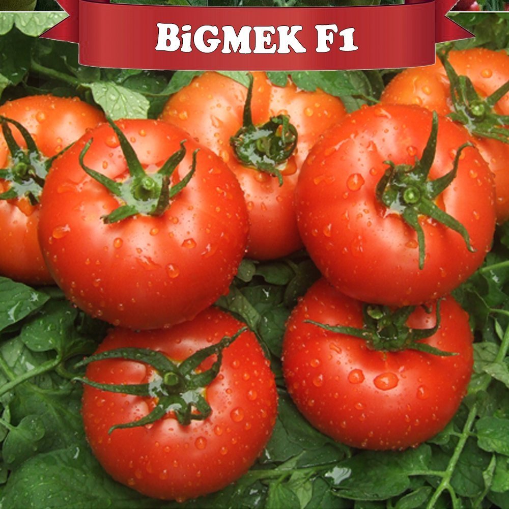 Bigmek F1 İri Sırık Domates Fidesi