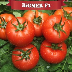 Bigmek F1 İri Sırık Domates Fidesi