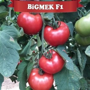 Bigmek F1 İri Sırık Domates Fidesi