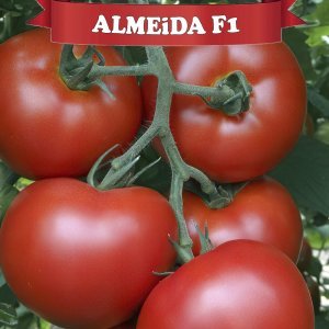 Almeida F1 Sırık Domates Fidesi