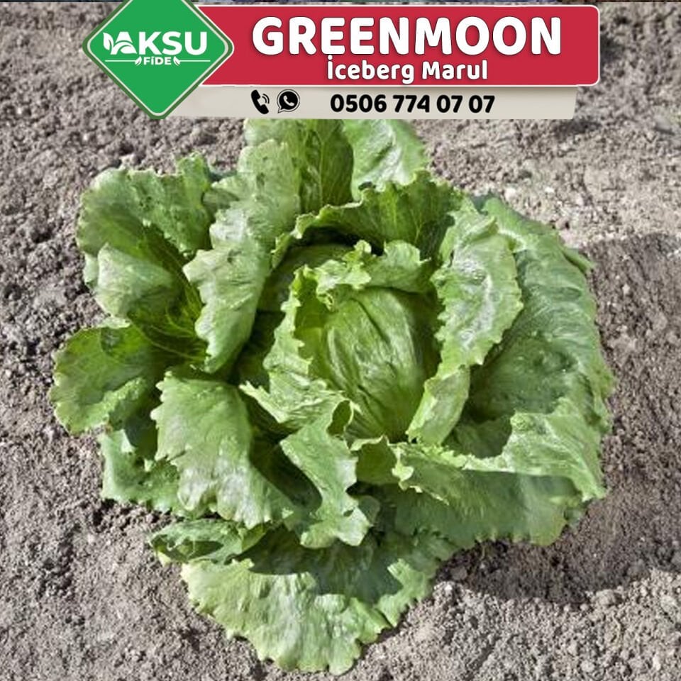 Green Moon İceberg Marul Fidesi