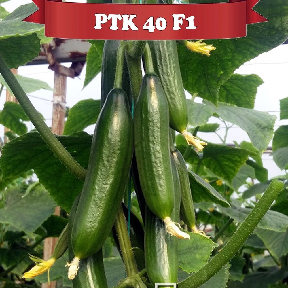 Ptk 40 F1 Badem Tipi Hıyar Fidesi