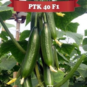 Ptk 40 F1 Badem Tipi Hıyar Fidesi