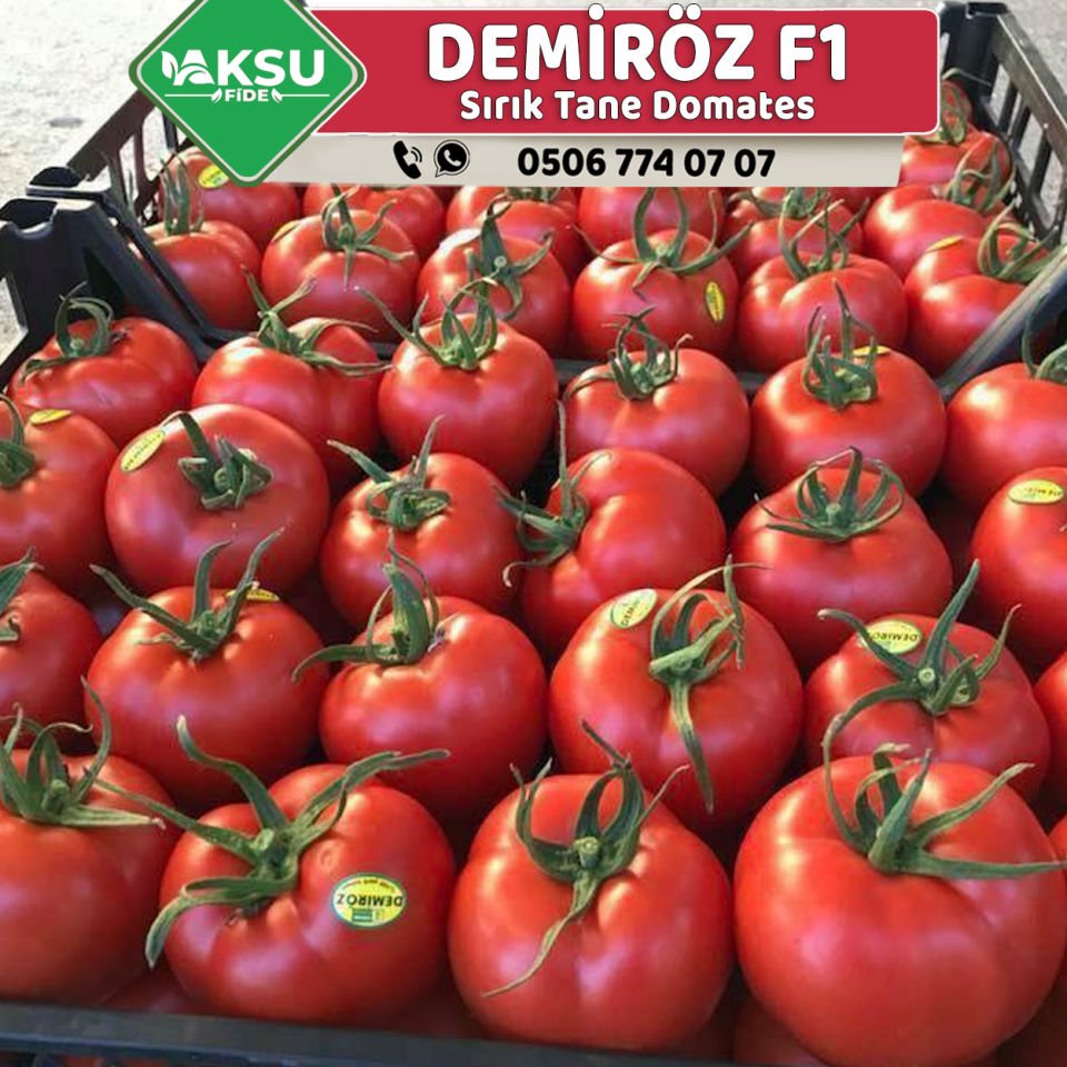Demiröz F1 Sırık Domates Fidesi