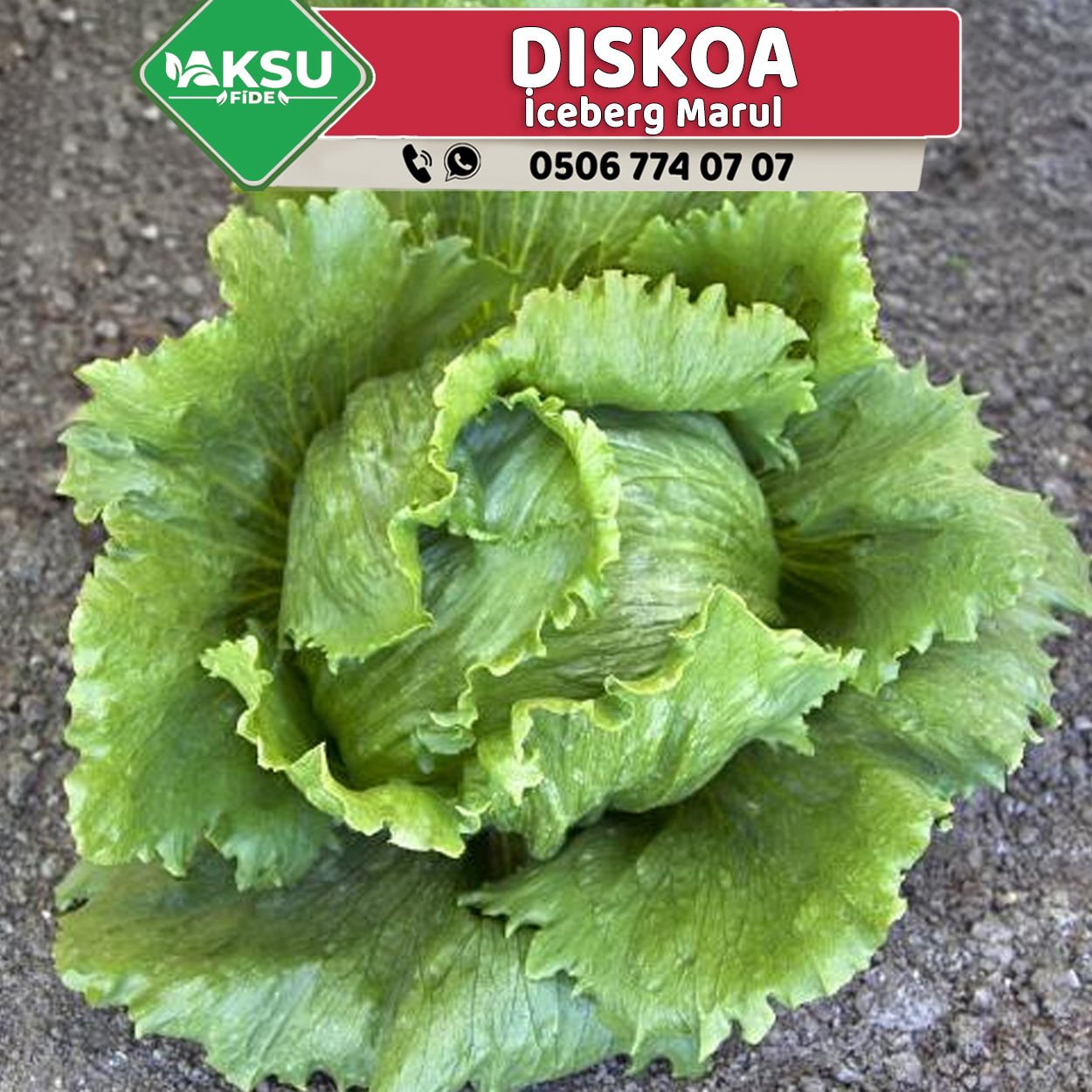 Diskoa Göbek Marul Fidesi