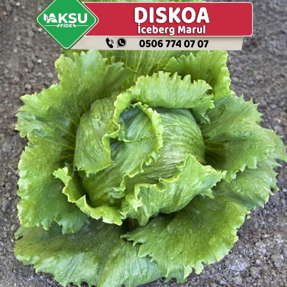 Diskoa Göbek Marul Fidesi