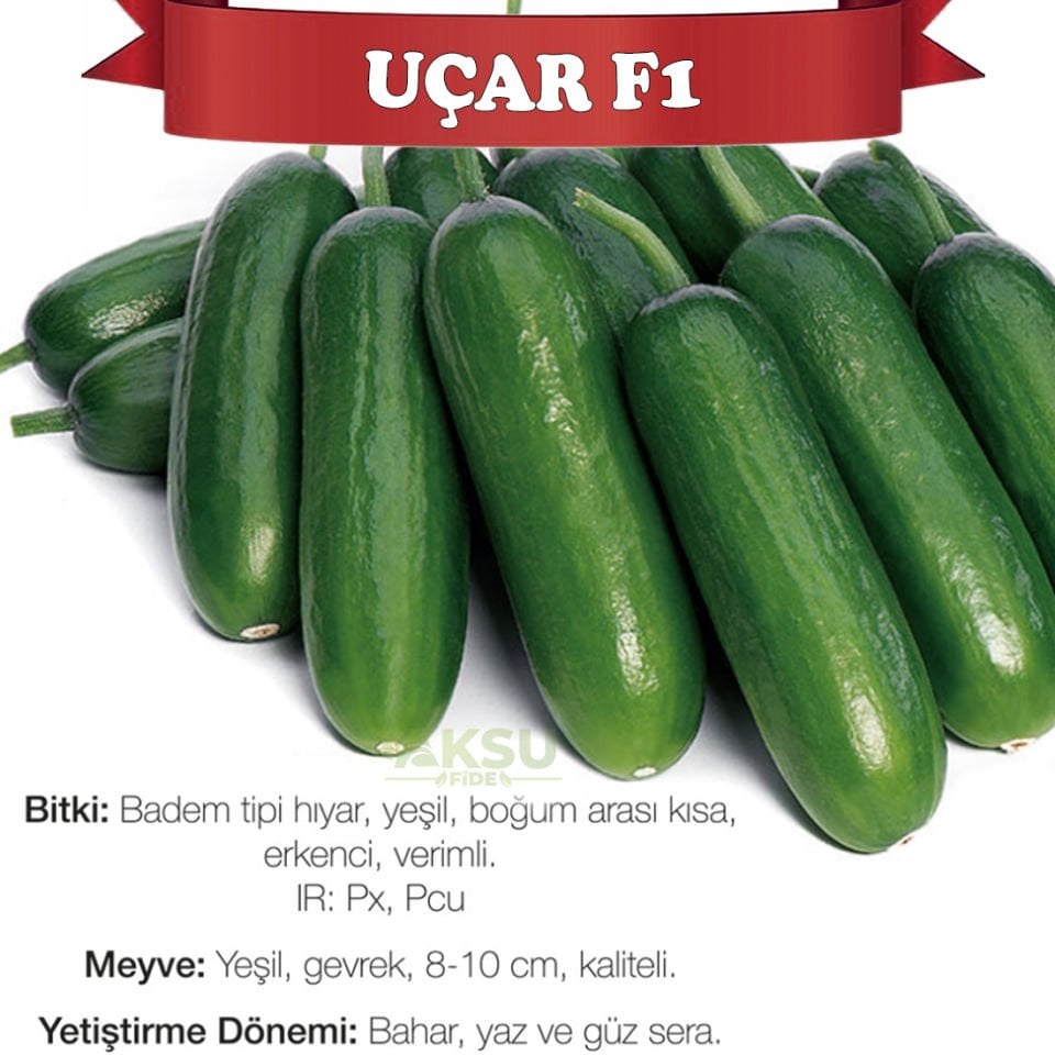 Uçar F1 Sırık Badem Hıyar Fidesi