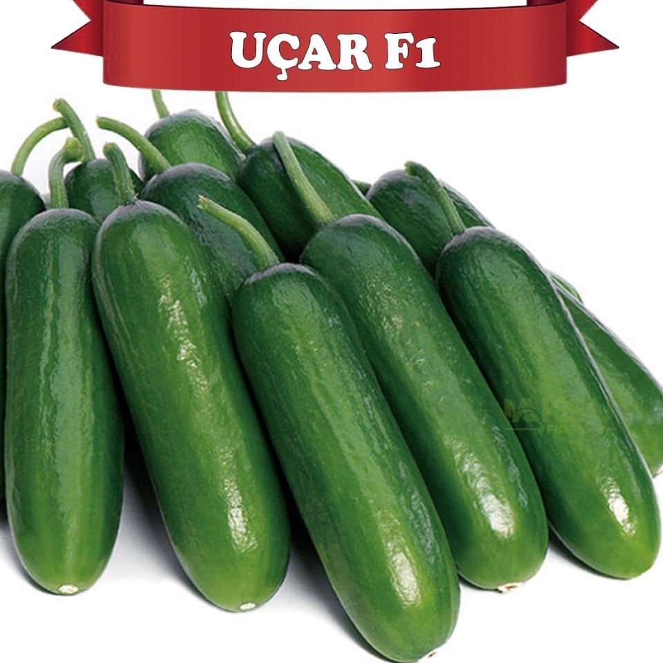 Uçar F1 Sırık Badem Hıyar Fidesi