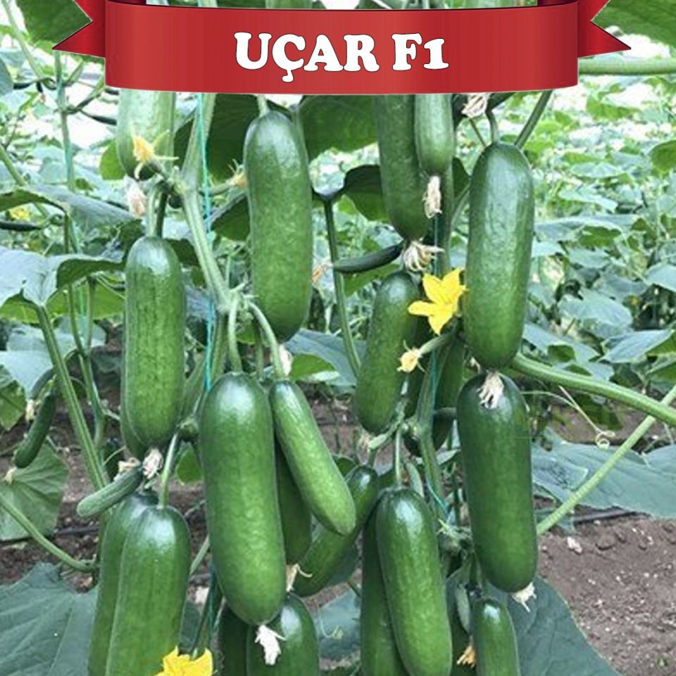 Uçar F1 Sırık Badem Hıyar Fidesi