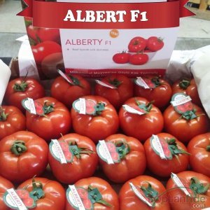Alberty F1 Beef Domates Fidesi