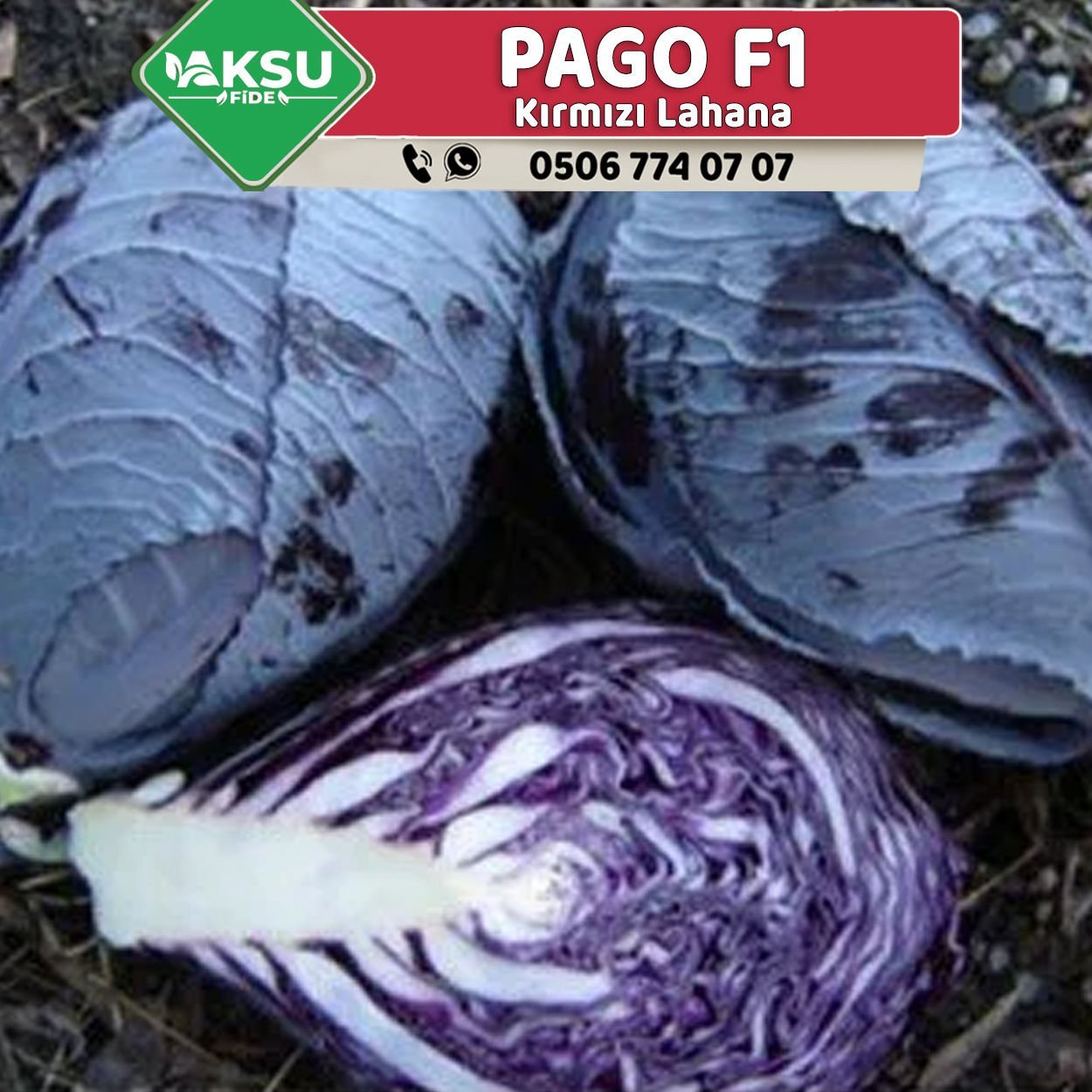 Pago F1 120 Günlük Kırmızı Lahana Fidesi