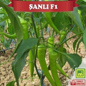 Şanlı F1 Acı Çarliston Biber Fidesi