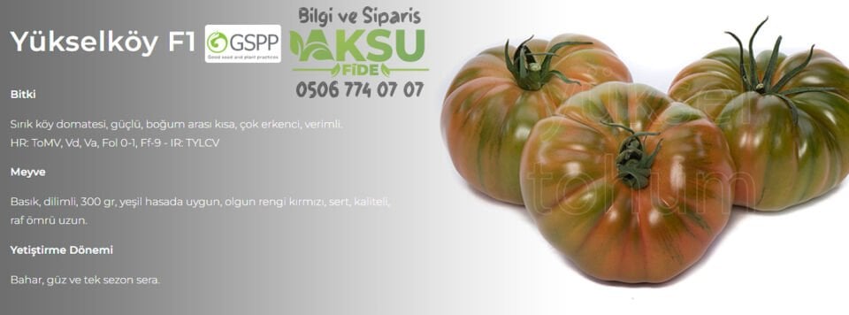 Yükselköy F1 Köy Domatesi Fidesi