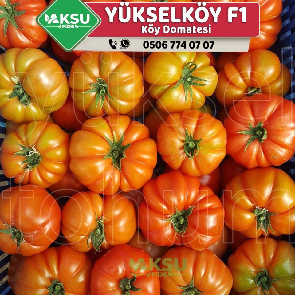 Yükselköy F1 Köy Domatesi Fidesi