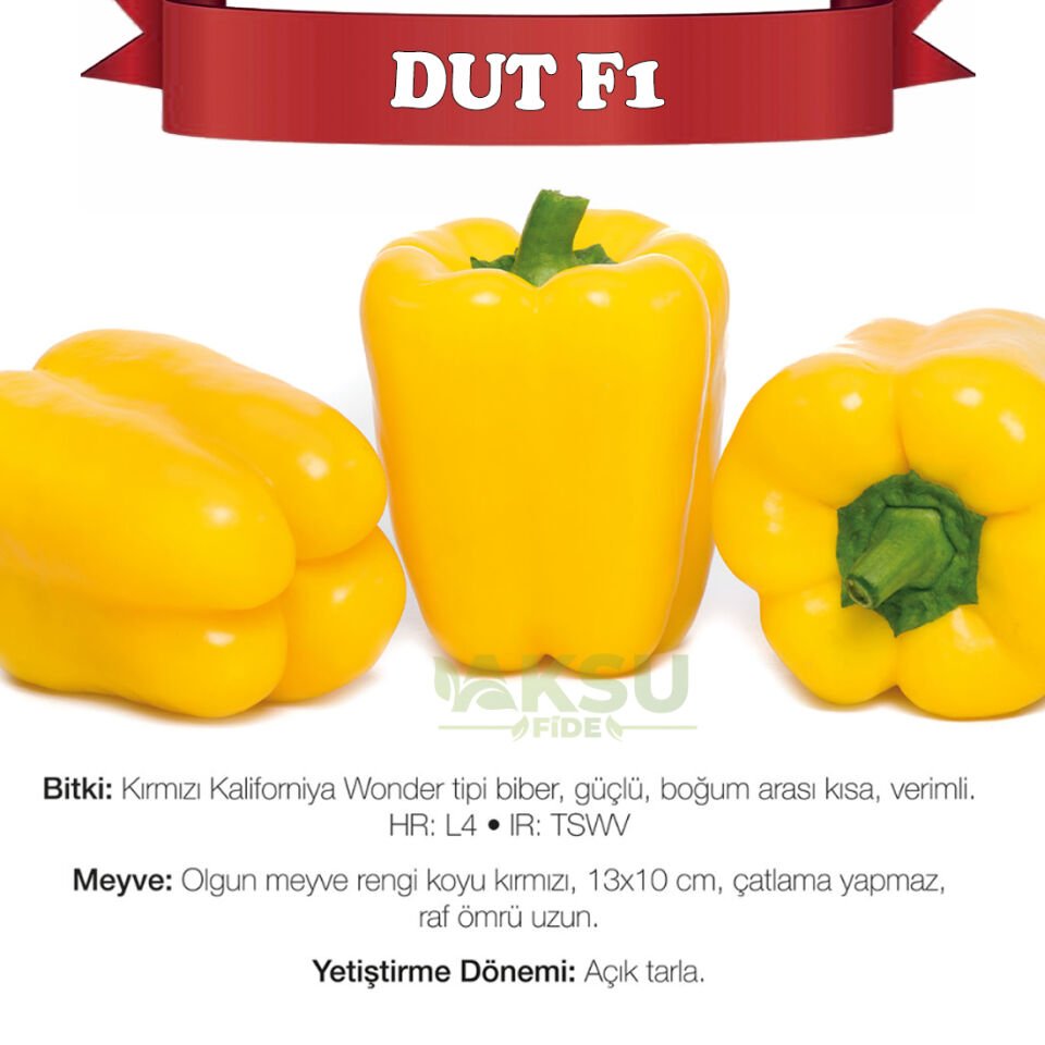 Dut F1 Sarı Kaliforniya Wonder Biberi Fidesi