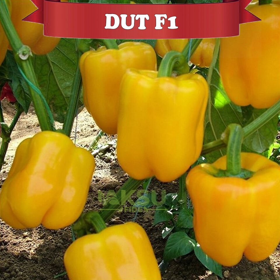 Dut F1 Sarı Kaliforniya Wonder Biberi Fidesi