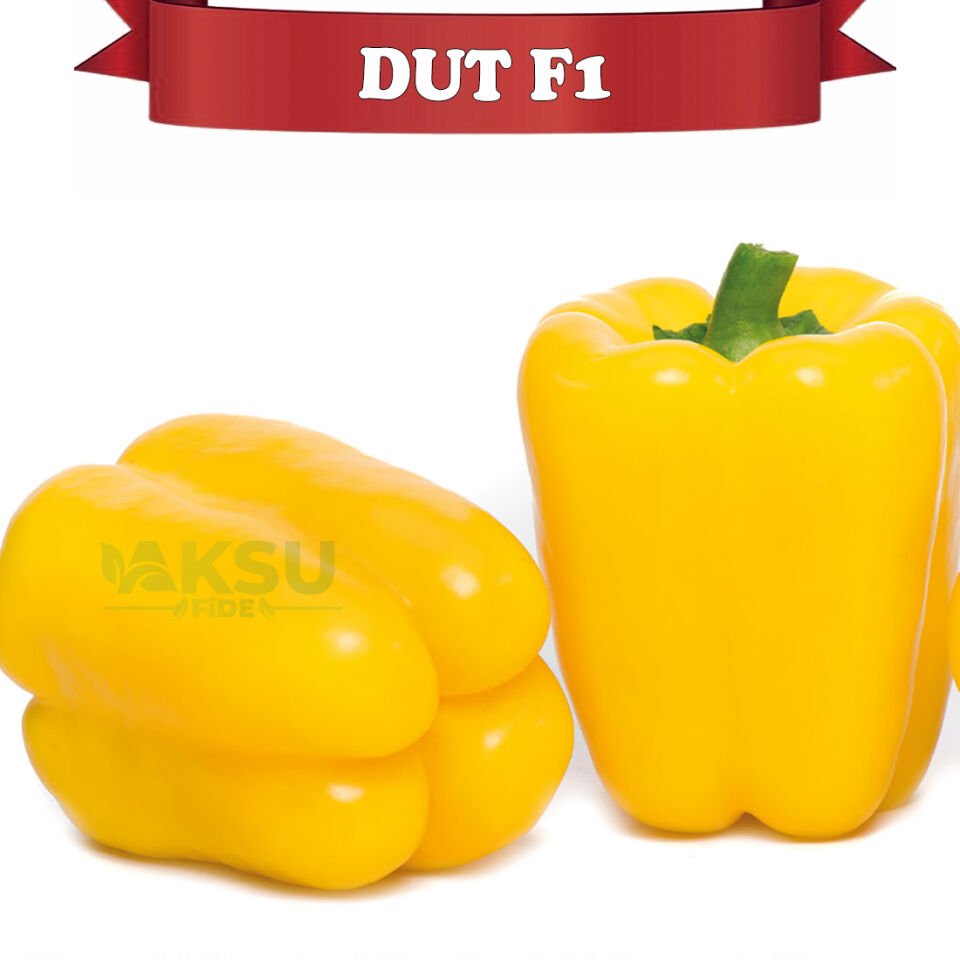 Dut F1 Sarı Kaliforniya Wonder Biberi Fidesi
