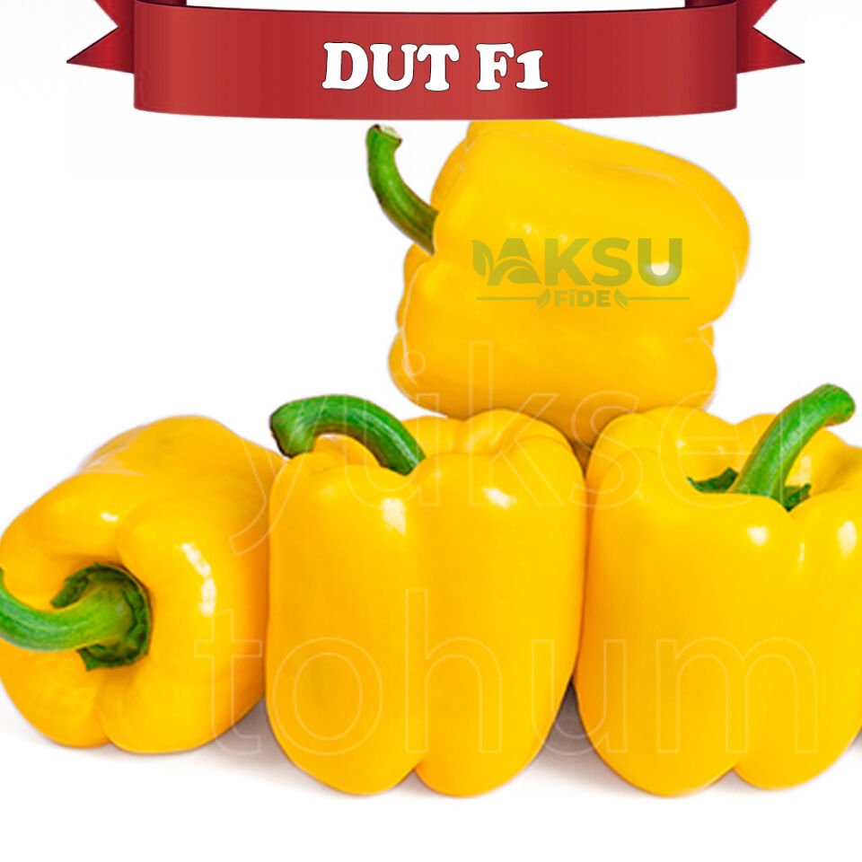 Dut F1 Sarı Kaliforniya Wonder Biberi Fidesi