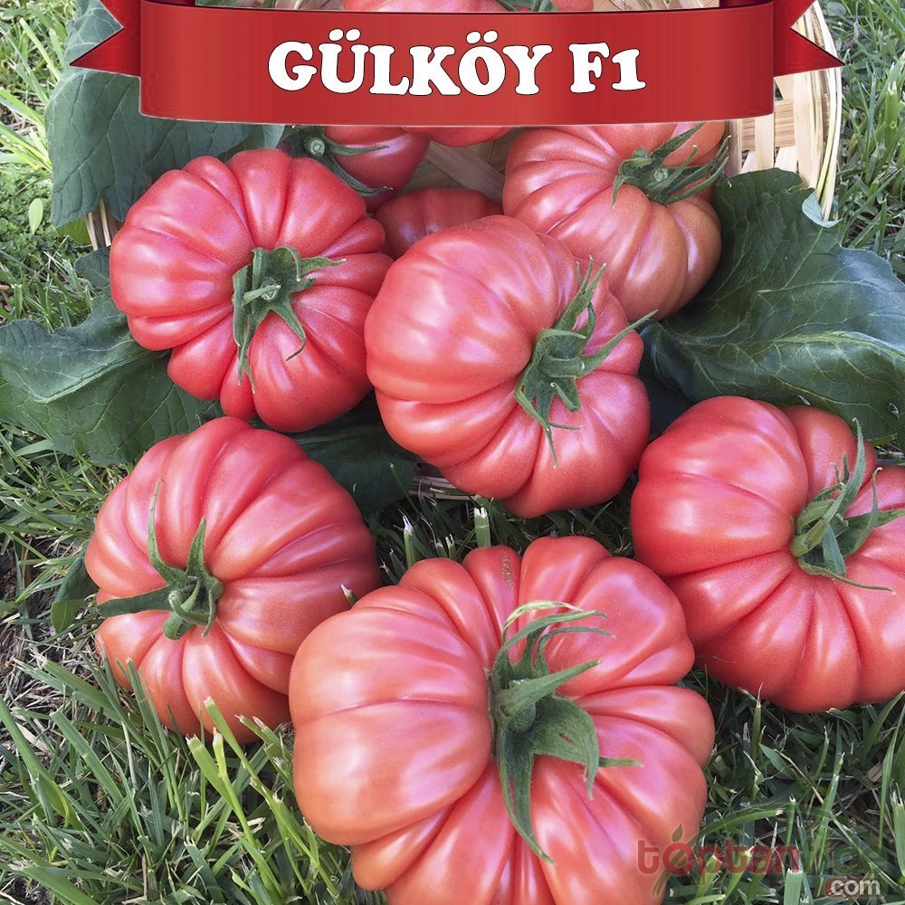 Gülköy F1 Pembe Köy Domatesi Fidesi