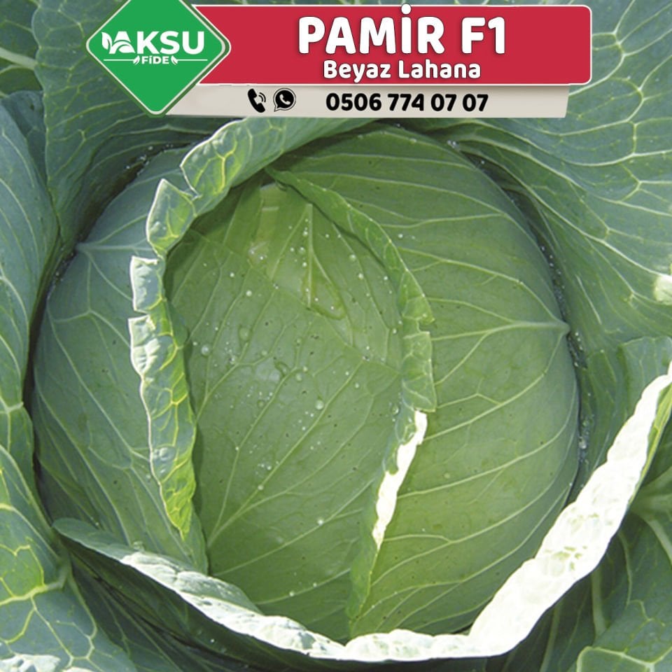 Pamir F1 70 Günlük Beyaz Lahana Fidesi
