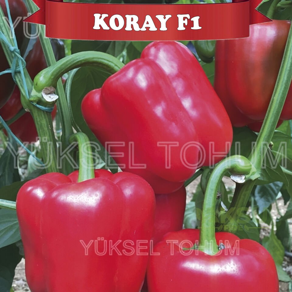 Koray F1 Kırmızı Kaliforniya Biberi Fidesi
