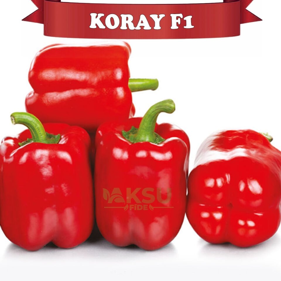 Koray F1 Kırmızı Kaliforniya Biberi Fidesi