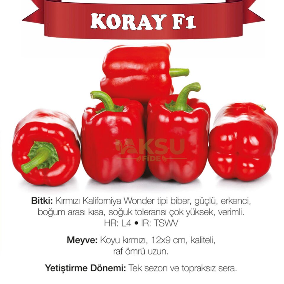 Koray F1 Kırmızı Kaliforniya Biberi Fidesi