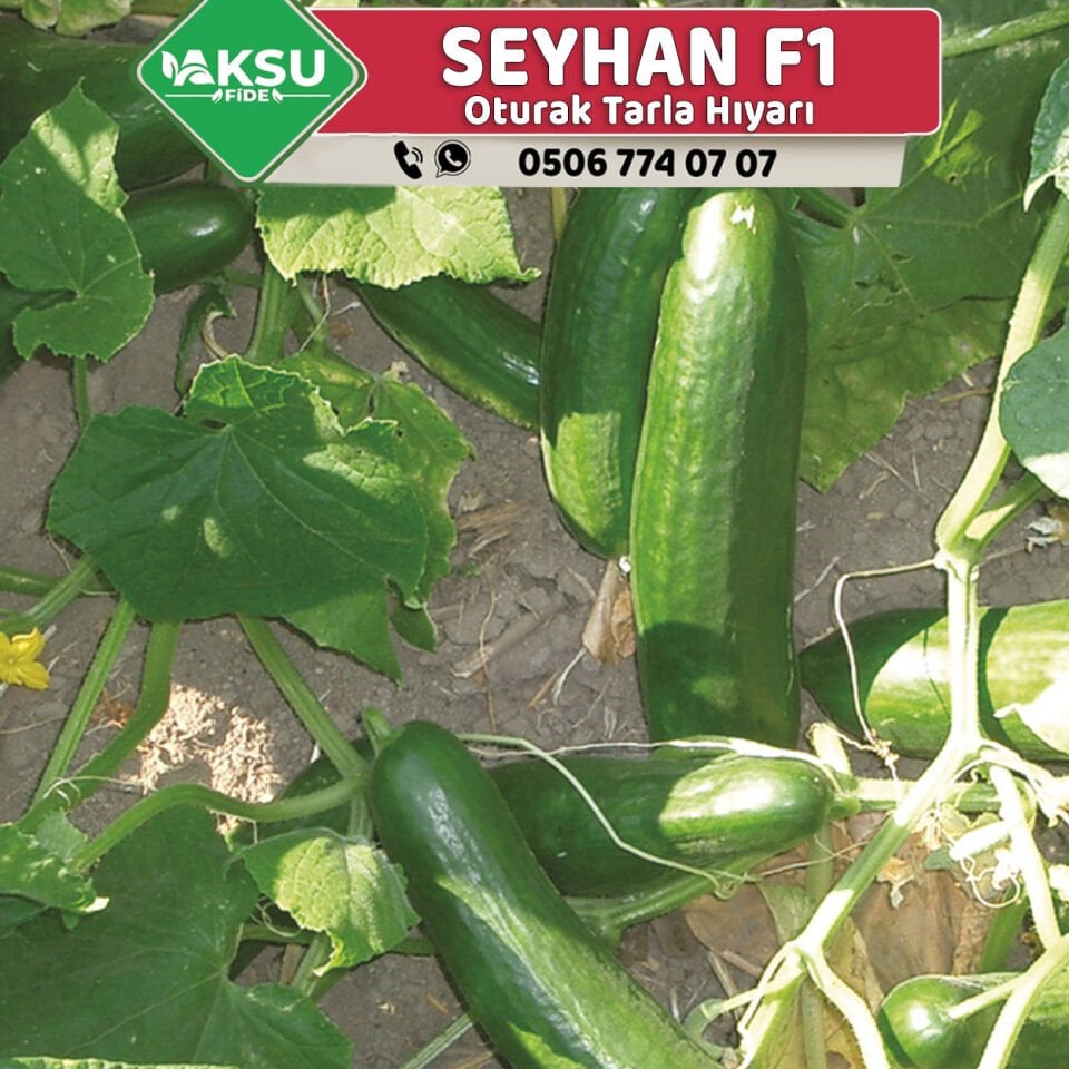 Seyhan F1 Oturak Tarla Hıyarı Fidesi