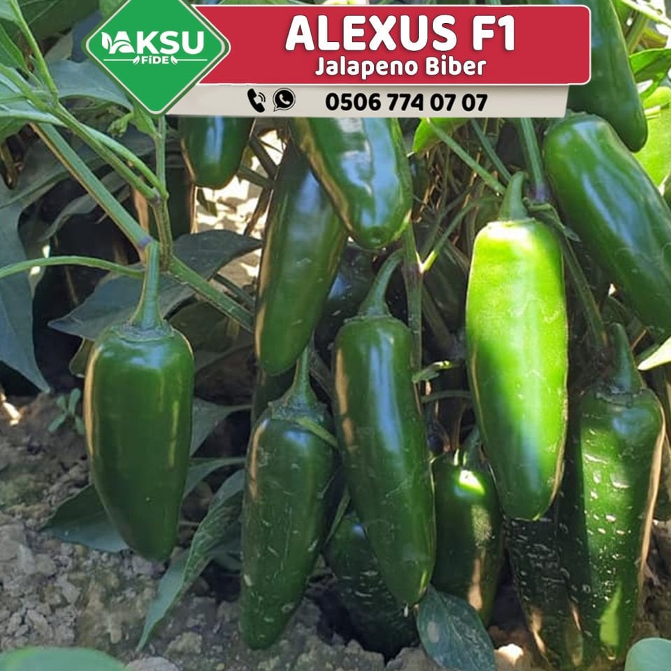Alexus F1 Jalapone Acı Biber Fidesi