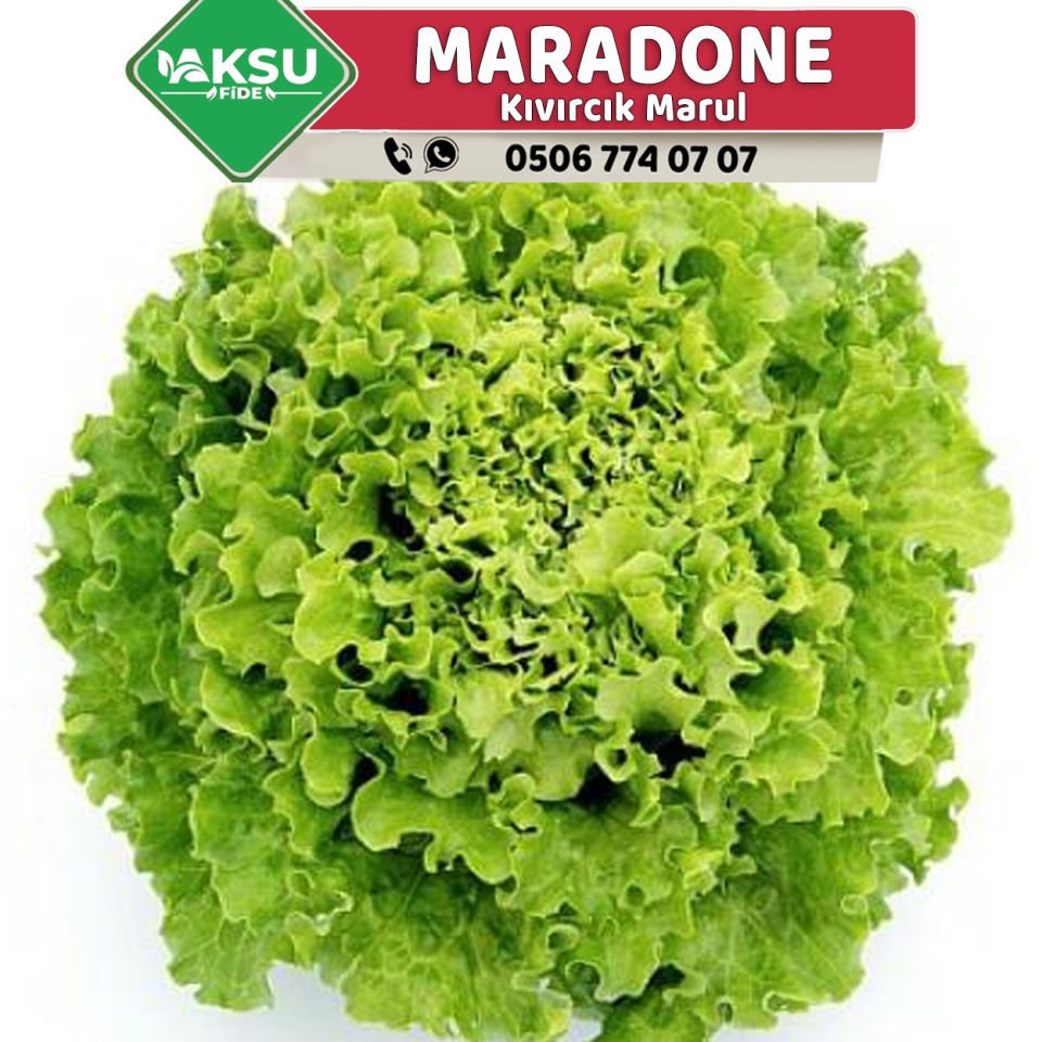 Maradone İri Kıvırcık Marul Fidesi