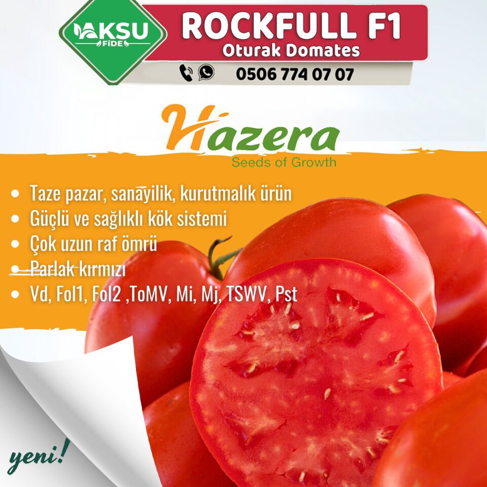 Rockfull F1 Oturak Domates Fidesi
