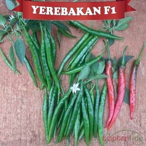 Yerebakan F1 Şili Biberi Fidesi