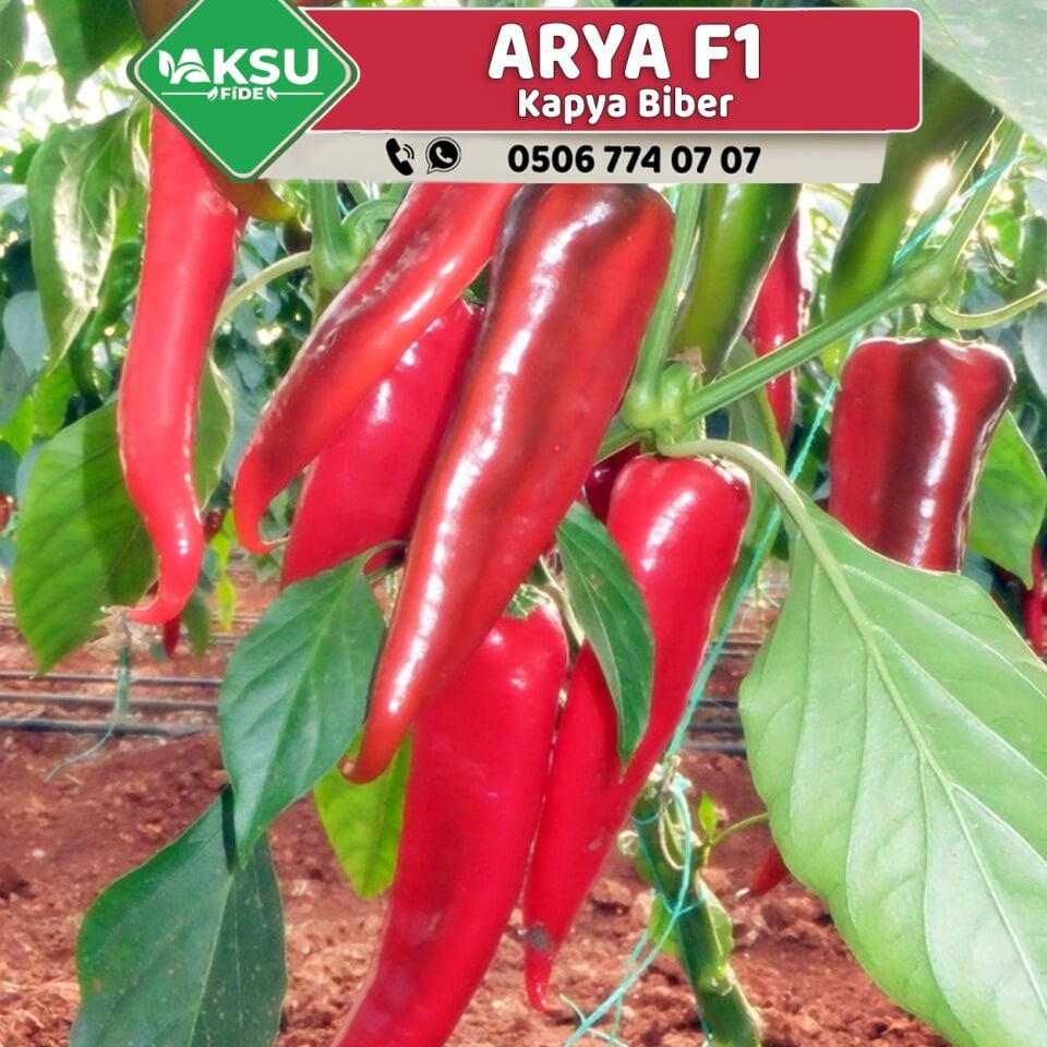 Arya F1 Kapya Biber Fidesi