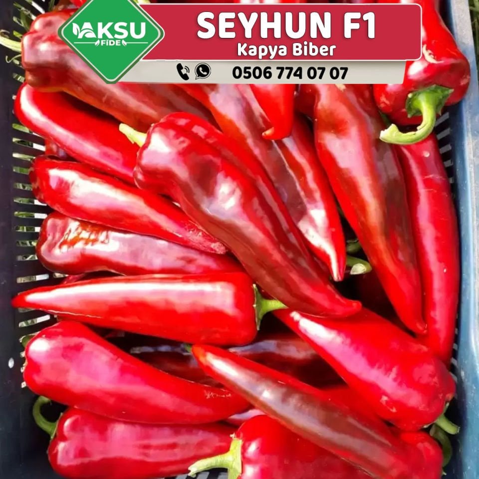 Seyhun F1 Kapya Biber Fidesi