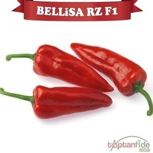 Bellisa RZ F1 Kapya Biber Fidesi