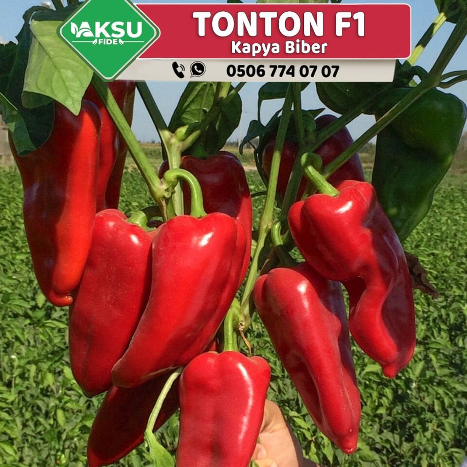 Tonton F1 Kapya Biber Fidesi