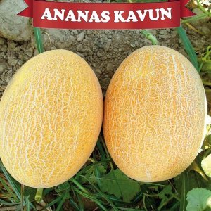 Hibrit Ananas Kavun Fidesi