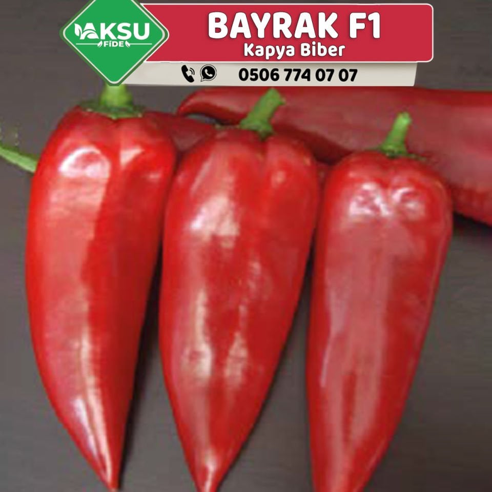 Bayrak F1  Kapya Biber Fidesi