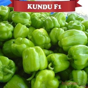 Kundu F1 Dolma Biber Fidesi